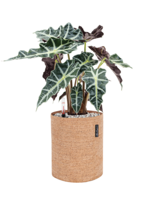 Alocasia 'Polly' en Lechuza Trendcover 23 Cork
