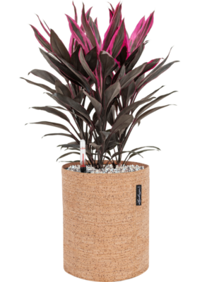 Cordyline fruticosa 'Tango' en Lechuza Trendcover 23 Cork