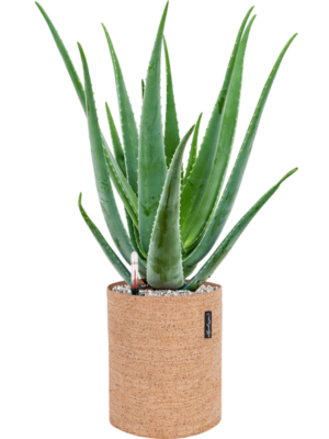 Aloe vera barbadensis en Lechuza Trendcover 23 Cork