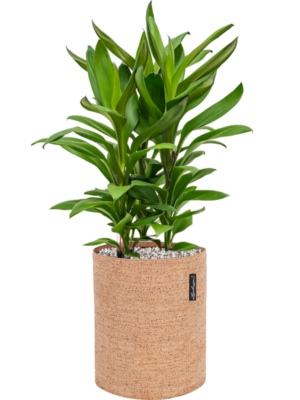 Cordyline fruticosa' Glauca' en Lechuza Trendcover 23 Cork