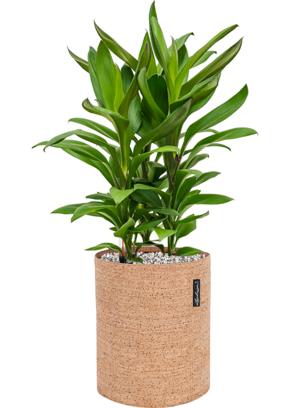 Cordyline fruticosa' Glauca' en Lechuza Trendcover 23 Cork