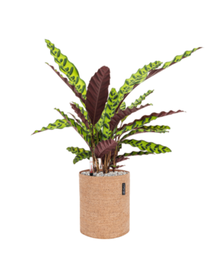 Calathea insignis en Lechuza Trendcover 23 Cork