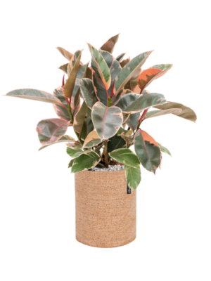 Ficus elastica 'Belize' en Lechuza Trendcover 23 Cork