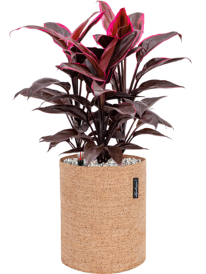 Cordyline fruticosa 'Mambo' en Lechuza Trendcover 23 Cork