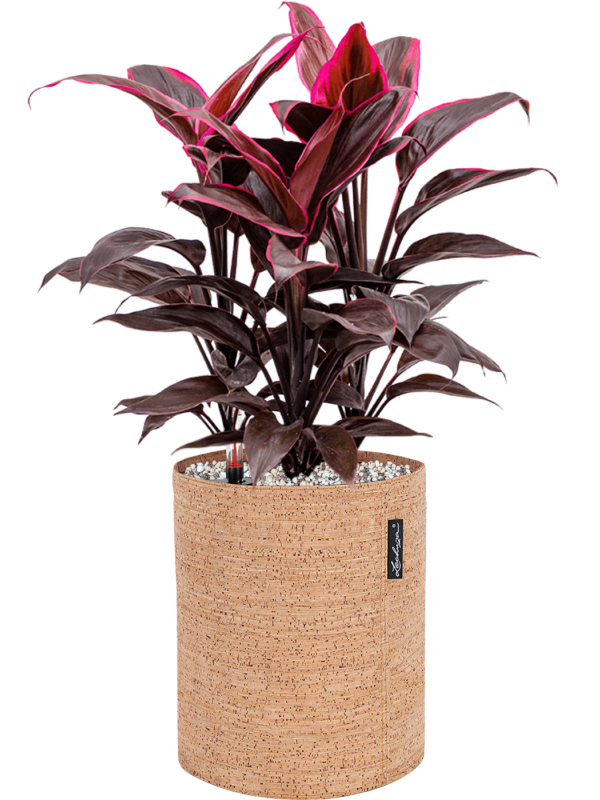 Cordyline fruticosa 'Mambo' en Lechuza Trendcover 23 Cork
