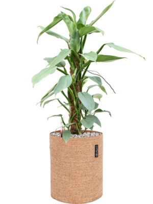Philodendron 'Silver Queen' en Lechuza Trendcover