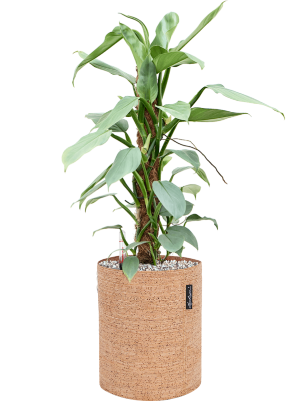 Philodendron 'Silver Queen' en Lechuza Trendcover