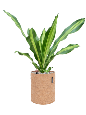 Dracaena fragrans 'Burley' en Lechuza Trendcover 23 Cork