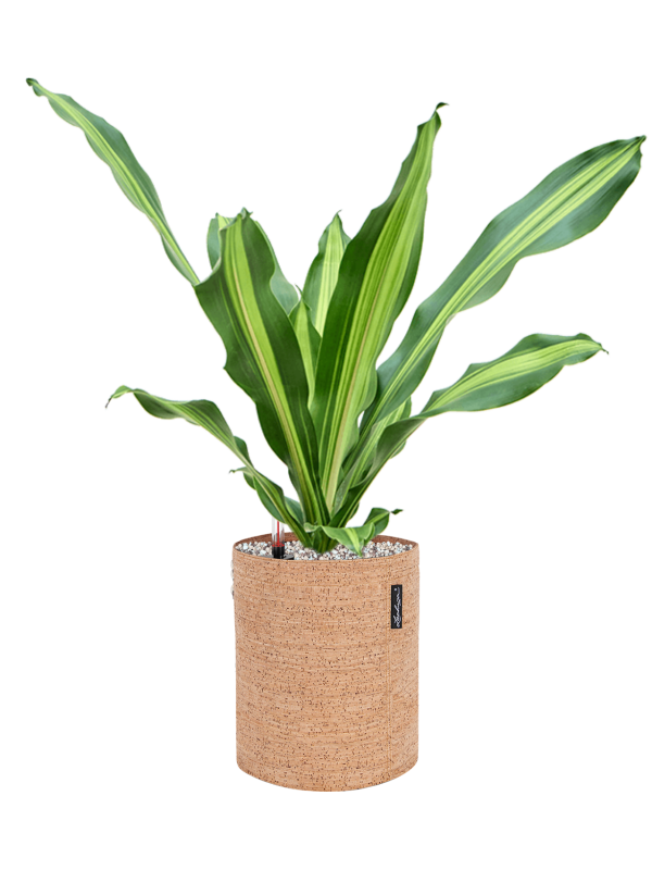 Dracaena fragrans 'Burley' en Lechuza Trendcover 23 Cork