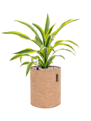 Dracaena 'Lemon Lime' en Lechuza Trendcover 23 Cork