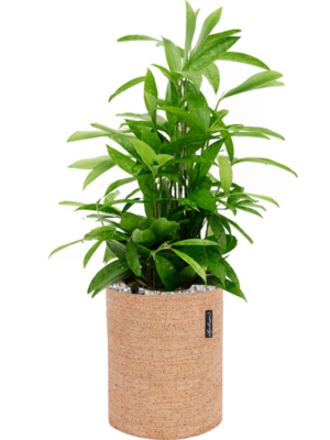 Dracaena surculosa en Lechuza Trendcover 23 Cork