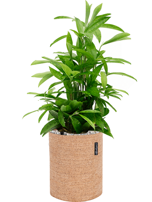 Dracaena surculosa en Lechuza Trendcover 23 Cork
