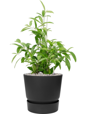 Dracaena surculosa en Greenville