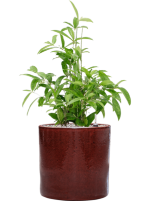 Dracaena surculosa en Cylinder