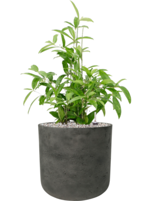 Dracaena surculosa en Rough