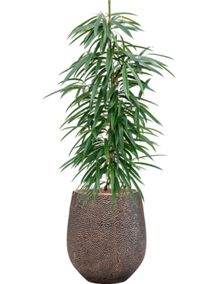 Ficus binnendijkii 'Alii' en Baq Opus Hit