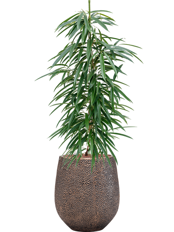 Ficus binnendijkii 'Alii' en Baq Opus Hit