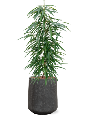 Ficus binnendijkii 'Alii' en Baq Raindrop