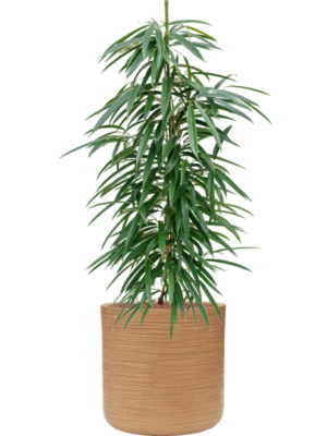 Ficus binnendijkii 'Alii' en Baq Dune