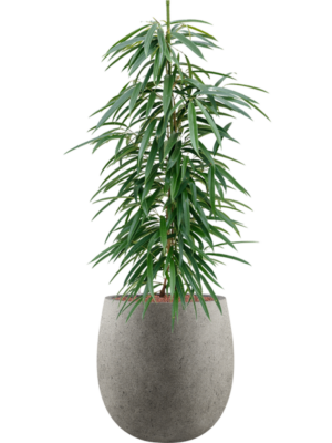 Ficus binnendijkii 'Alii' en Grigio