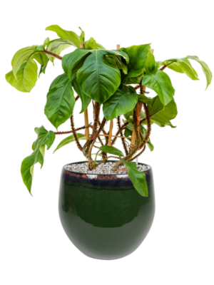 Philodendron squamiferum en Charlotte