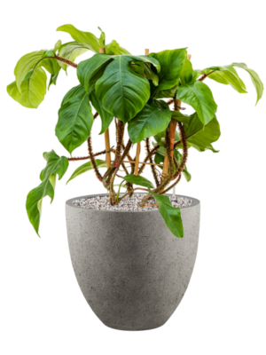 Philodendron squamiferum en Grigio