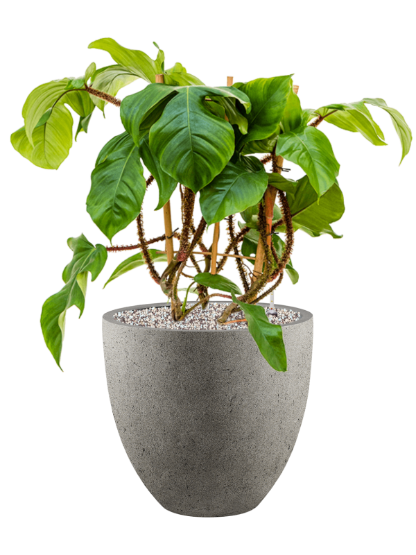 Philodendron squamiferum en Grigio, Luca Lifestyle