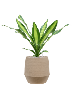 Dracaena fragrans 'Burley' en Humus