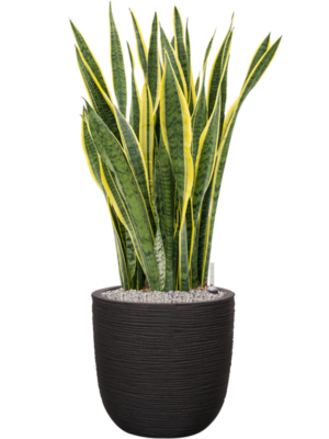 Sansevieria trifasciata 'Laurentii' en Capi Nature Rib NL