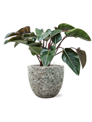 Philodendron 'Red Beauty' en Baq Lava