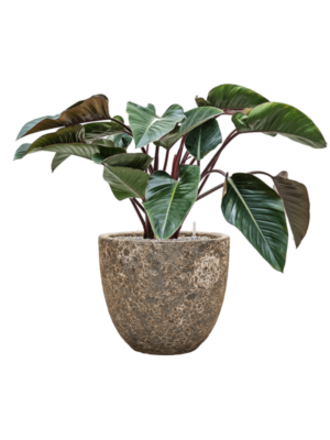 Philodendron 'Red Beauty' en Baq Lava