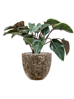 Philodendron 'Red Beauty' en Baq Lava
