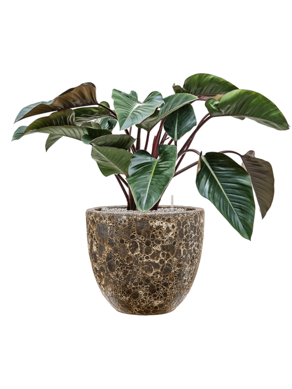 Philodendron 'Red Beauty' en Baq Lava