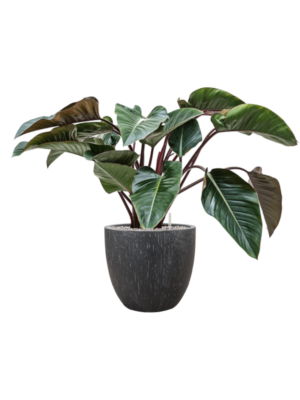 Philodendron 'Red Beauty' en Baq Raindrop