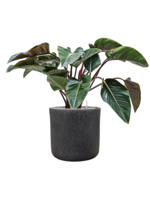 Philodendron 'Red Beauty' en Baq Raindrop