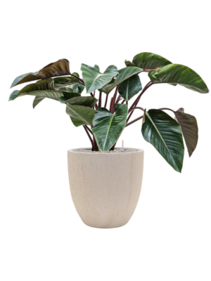 Philodendron 'Red Beauty' en Baq Raindrop