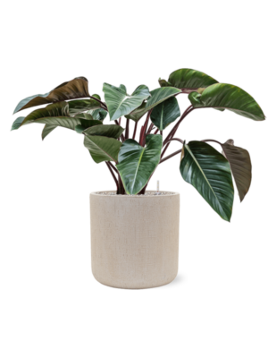 Philodendron 'Red Beauty' en Baq Raindrop