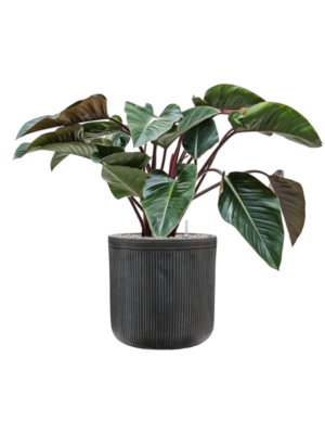 Philodendron 'Red Beauty' en Baq Vertical Rib