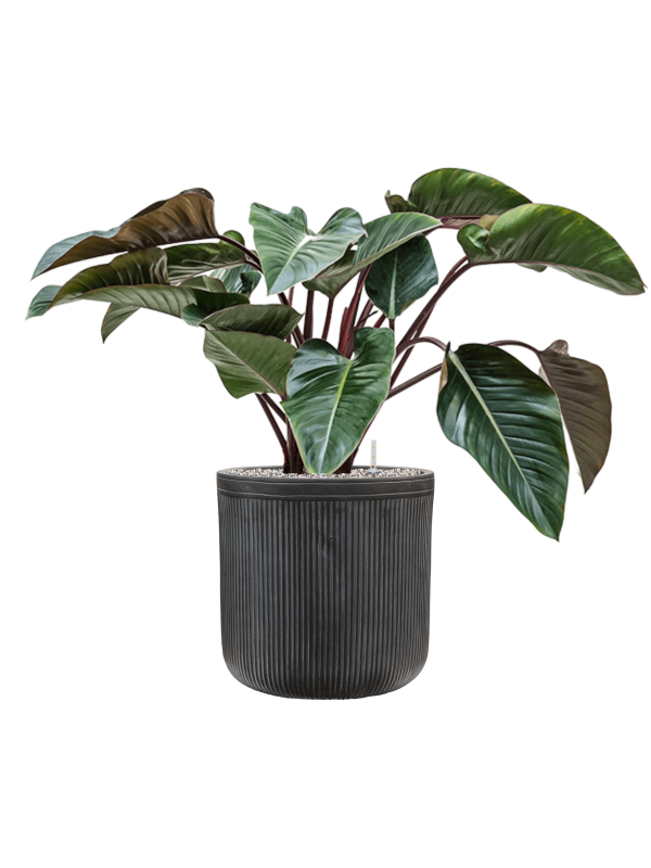 Philodendron 'Red Beauty' en Baq Vertical Rib