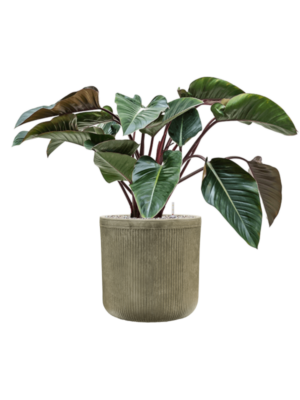 Philodendron 'Red Beauty' en Baq Vertical Rib