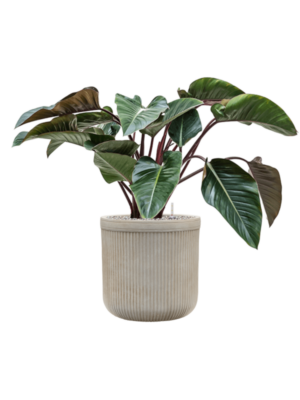 Philodendron 'Red Beauty' en Baq Vertical Rib
