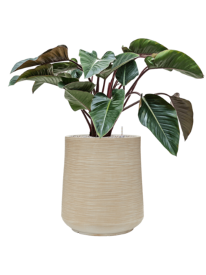 Philodendron 'Red Beauty' en Baq Dune