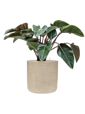 Philodendron 'Red Beauty' en Baq Dune