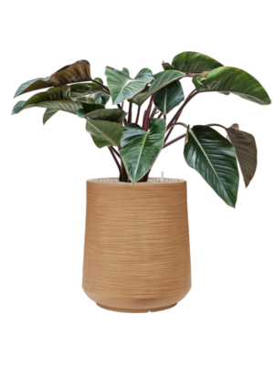 Philodendron 'Red Beauty' en Baq Dune