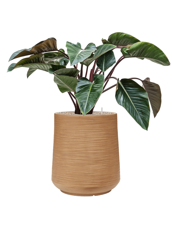 Philodendron 'Red Beauty' en Baq Dune
