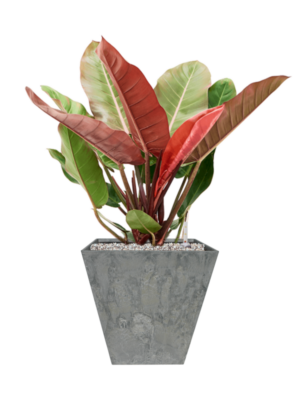 Philodendron 'Prince of Orange' en Artstone