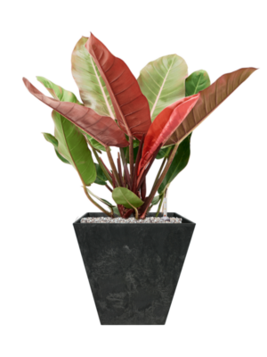 Philodendron 'Prince of Orange' en Artstone