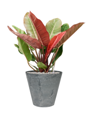 Philodendron 'Prince of Orange' en Artstone