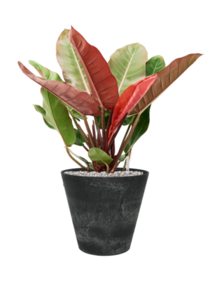 Philodendron 'Prince of Orange' en Artstone