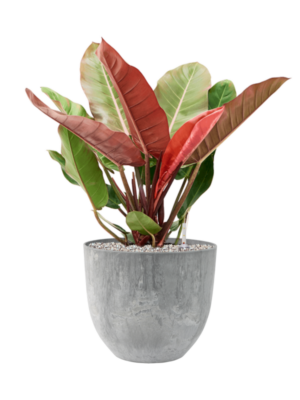 Philodendron 'Prince of Orange' en Artstone